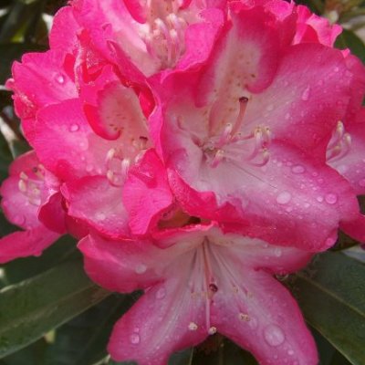  Rhododendron